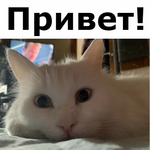 Стікер Telegram «Кот Красавчик» 👋