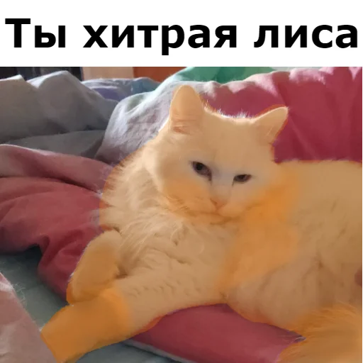 Стікер Кот Красавчик 😜