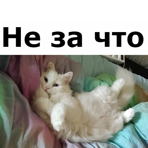 Стикер Telegram «Кот Красавчик» 😊