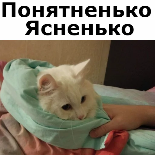 Стикер Telegram «Кот Красавчик» 👌