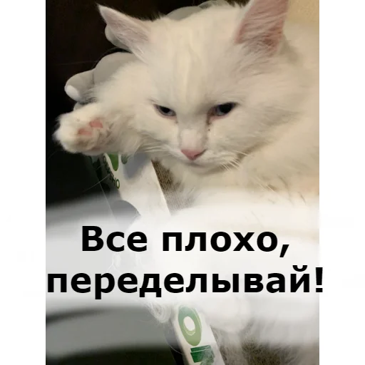 Стікер Telegram «Кот Красавчик» 👎