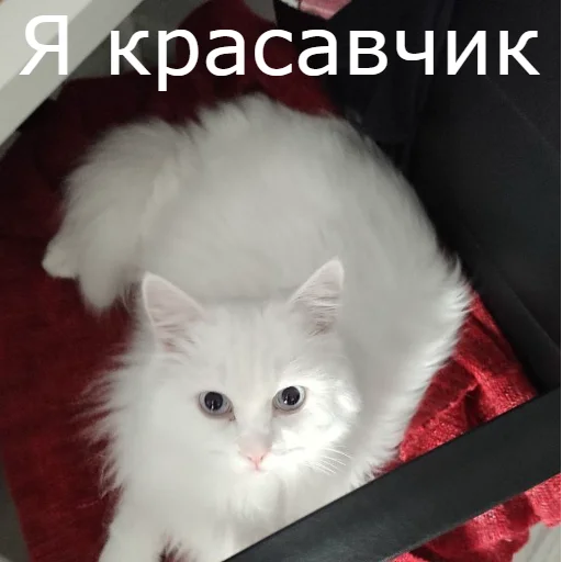 Стикер Telegram «Кот Красавчик» 😘