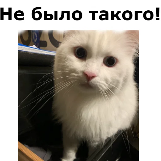 Стікер Telegram «Кот Красавчик» 🙅