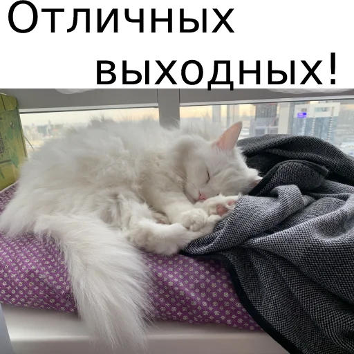 Стікер Telegram «Кот Красавчик» 🎉