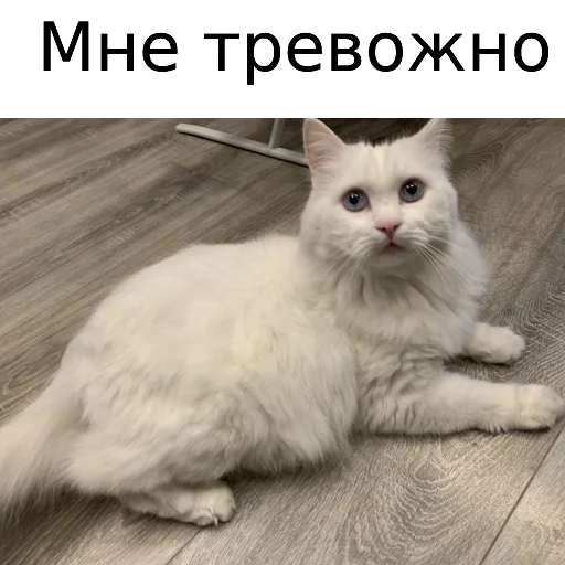 Стікер Telegram «Кот Красавчик» 😱