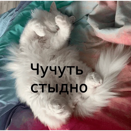 Стикер Telegram «Кот Красавчик» 😢