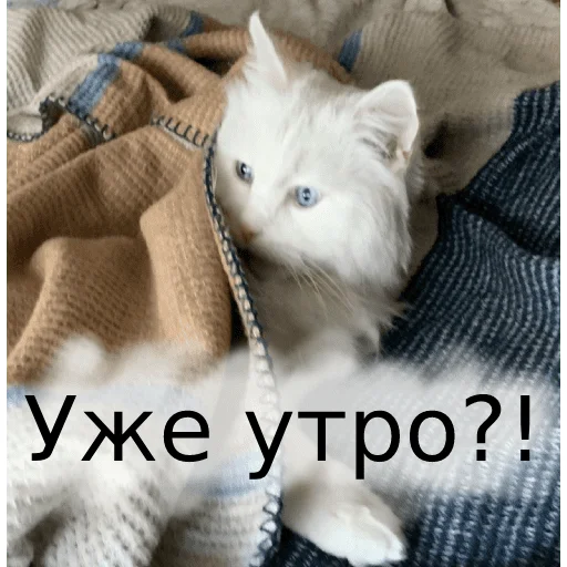 Стикер Telegram «Кот Красавчик» 😴