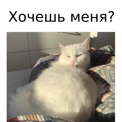 Стікер Telegram «Кот Красавчик» ❤️