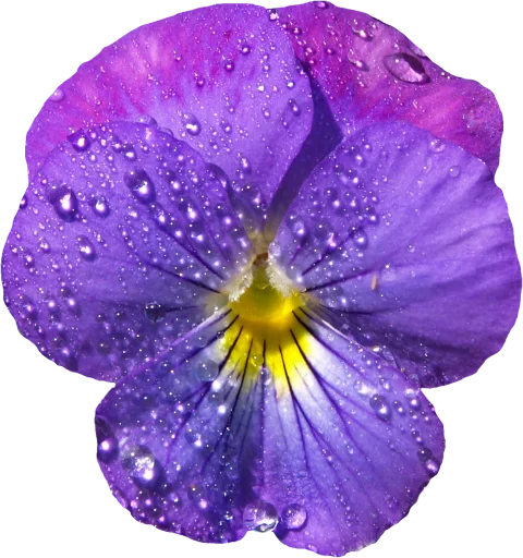 Стикер Telegram «The Violet Flower» 🥰
