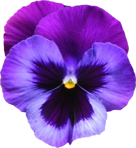 Telegram Sticker «The Violet Flower» 😇