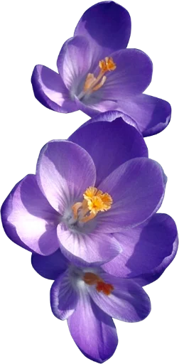 Стікер Telegram «The Violet Flower» 💋
