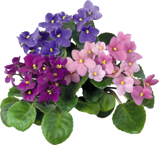 The Violet Flower emoji ✨