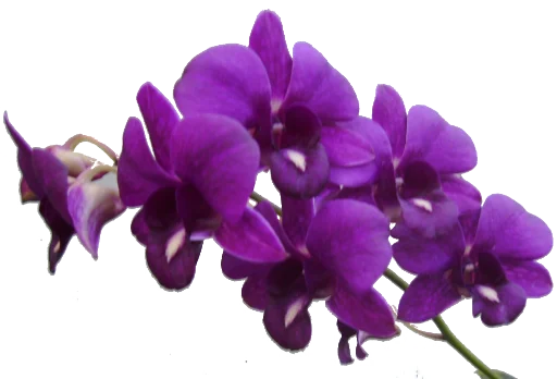 Эмодзи The Violet Flower 🌺