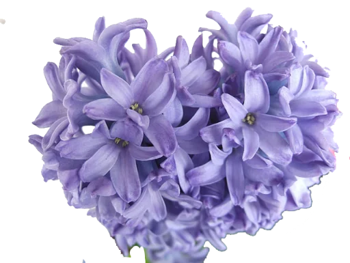 The Violet Flower emoji 💜