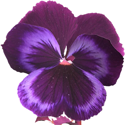 Telegram Sticker «The Violet Flower» 💗
