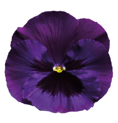 Telegram Sticker «The Violet Flower» 💖