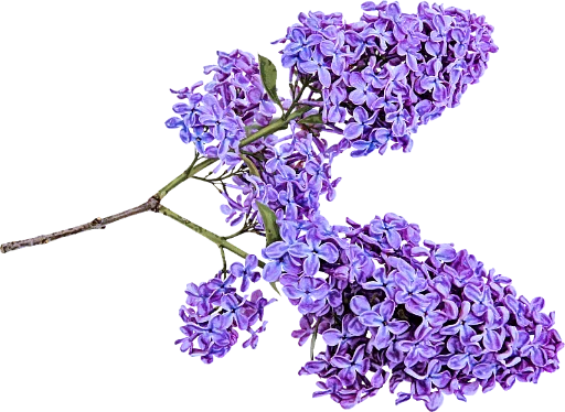 Telegram Sticker «The Violet Flower» 💓