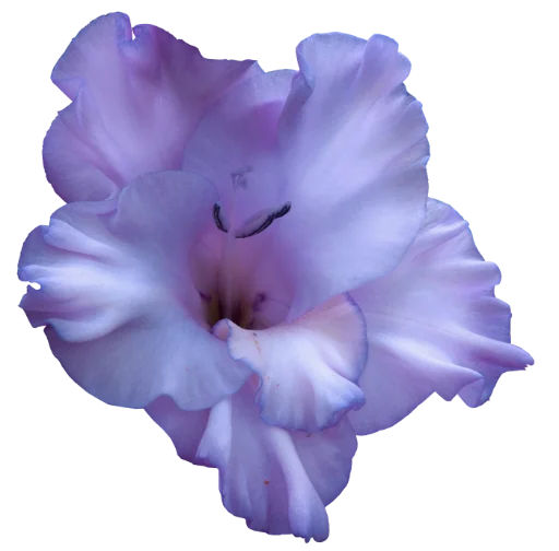 Telegram Sticker «The Violet Flower» 💞