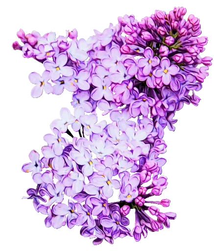 Telegram Sticker «The Violet Flower» 💕