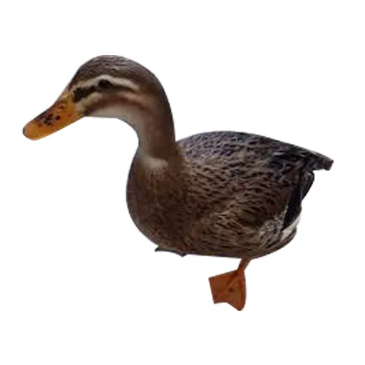 Емодзі Three hundred ducks 🦆