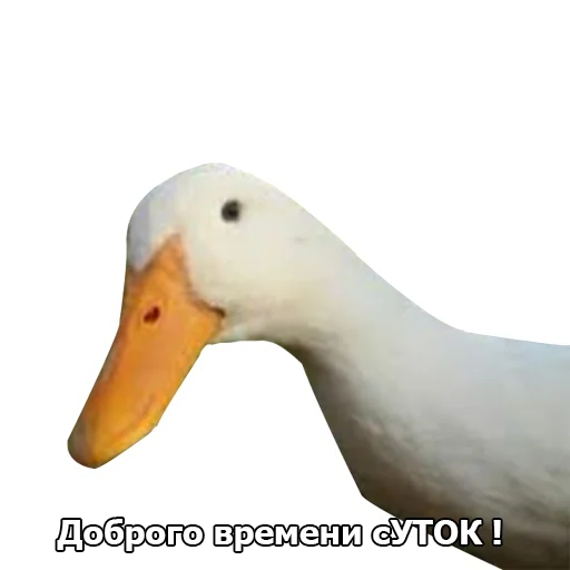 Стикер Telegram «Three hundred ducks» 🦆