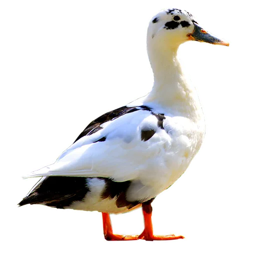 Three hundred ducks stiker 🦆