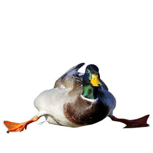 Three hundred ducks sticker 😟