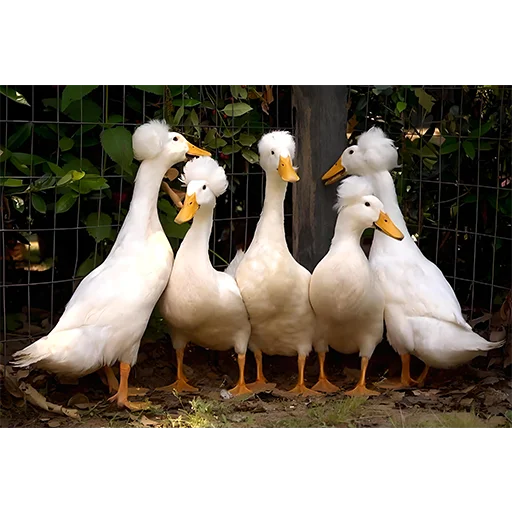 Стікер Three hundred ducks 🦆