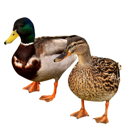 Стикер Three hundred ducks 🦆