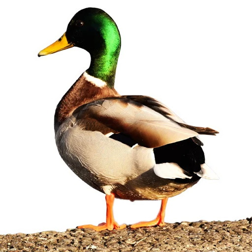 Эмодзи Three hundred ducks 🦆