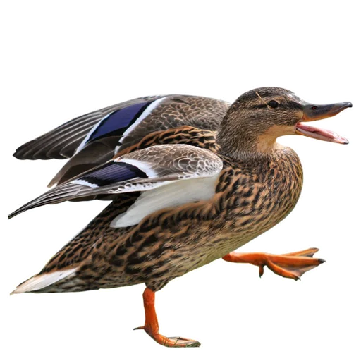 Three hundred ducks emoji 🦆