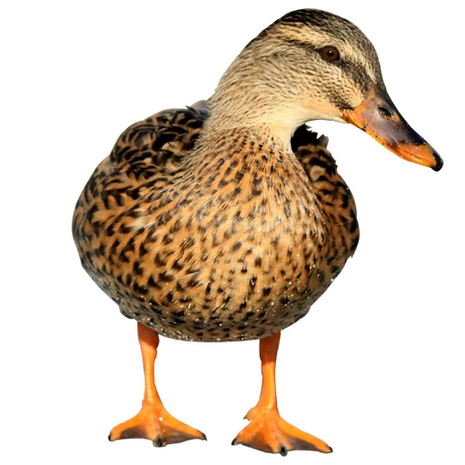 Емодзі Three hundred ducks 🦆