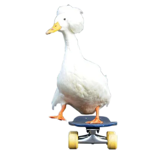 Telegram Sticker «Three hundred ducks» 🦆