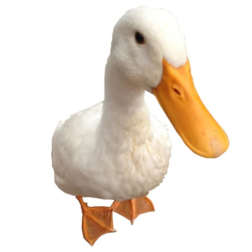 Three hundred ducks sticker 🦆