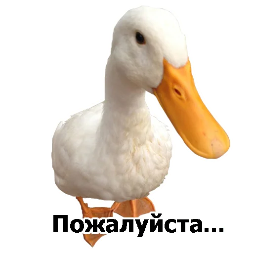 Эмодзи Three hundred ducks 🦆