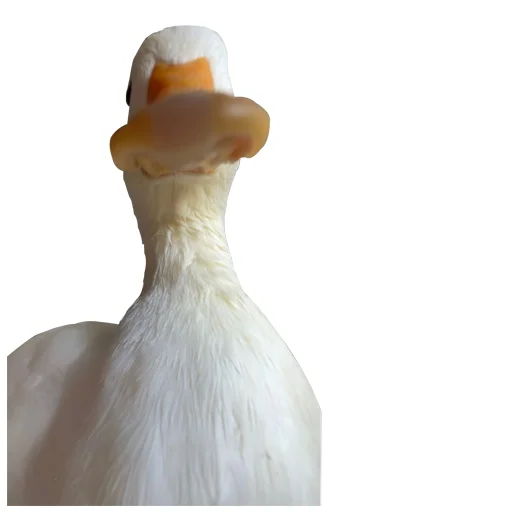 Three hundred ducks sticker 🦆