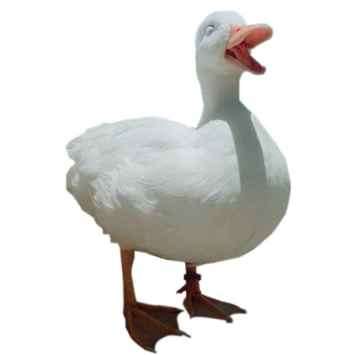 Telegram Sticker «Three hundred ducks» 🦆
