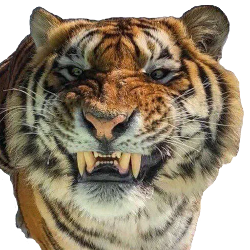 Telegram stikerlari Tiger Male