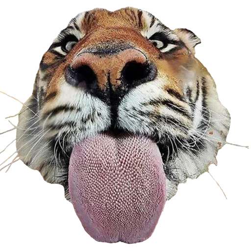 Tiger Male emoji 👅