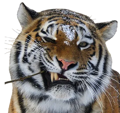 Емодзі Tiger Male 😜