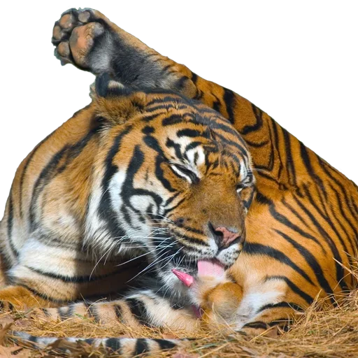 Telegram Sticker «Tiger Male» 😝