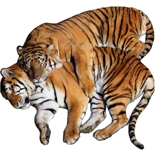 Tiger Male stiker ❤