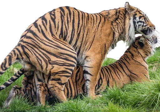 Tiger Male stiker 🥕