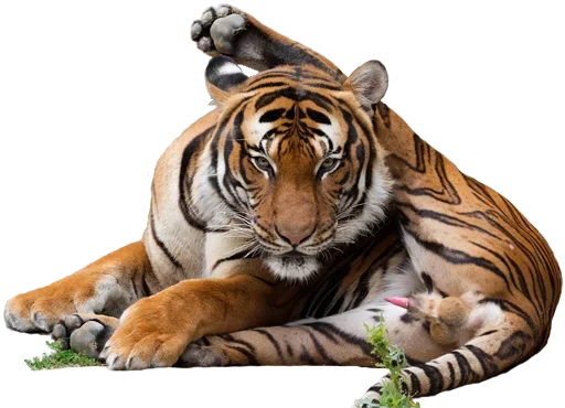 Стикер Telegram «Tiger Male» 🥕