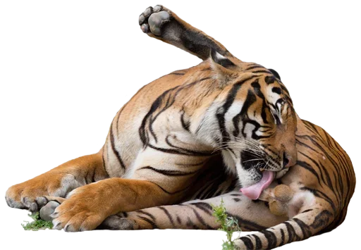 Telegram Sticker «Tiger Male» 😛