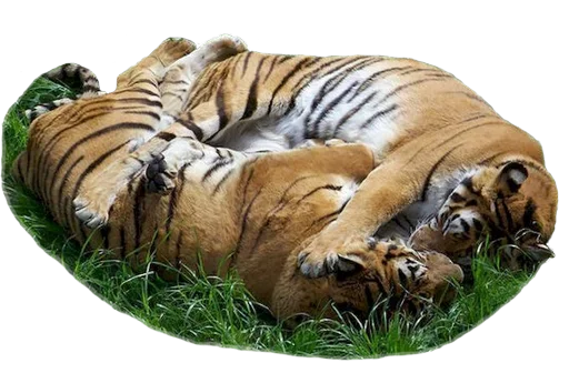 Telegram Sticker «Tiger Male» ❤