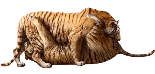 Telegram Sticker «Tiger Male» 👅