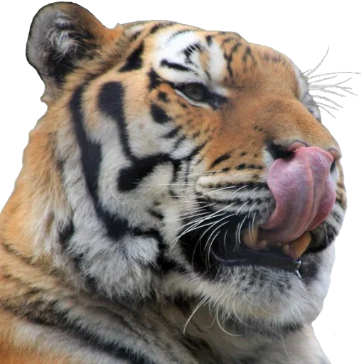 Telegram Sticker «Tiger Male» 😋