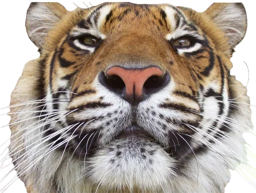 Telegram Sticker «Tiger Male» 💋