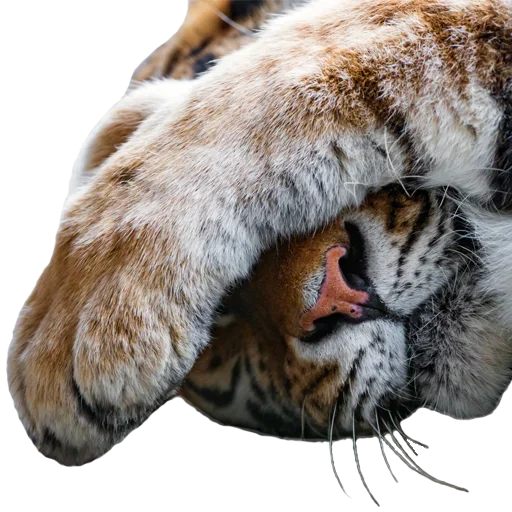 Емодзі Tiger Male 🤭